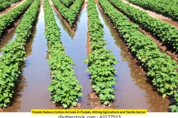 Floods Reduce Cotton Arrivals in Punjab, Hitting Agriculture and Textile Sector Cotton Arrivals